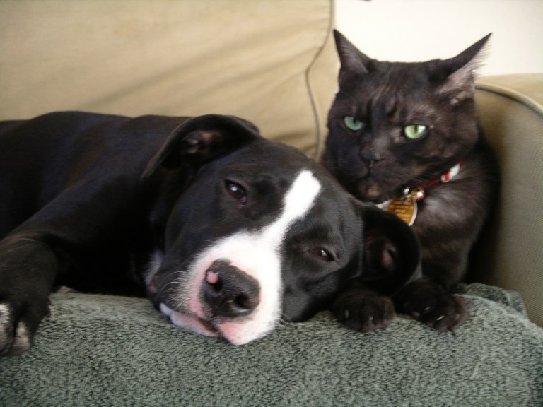 Dog and cat