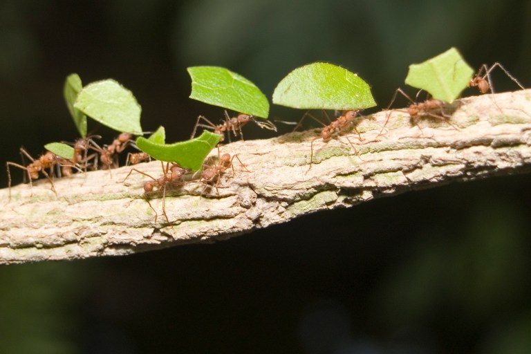 Leafcutter ants