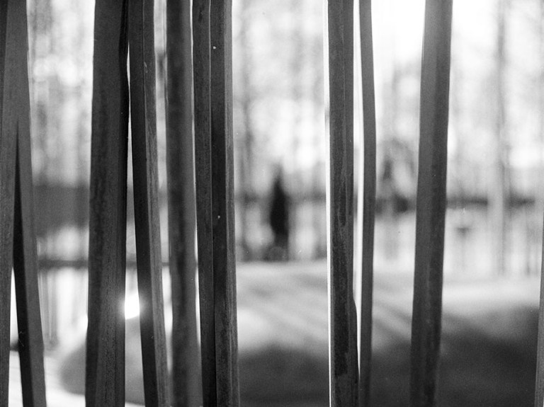 Looking through the reeds